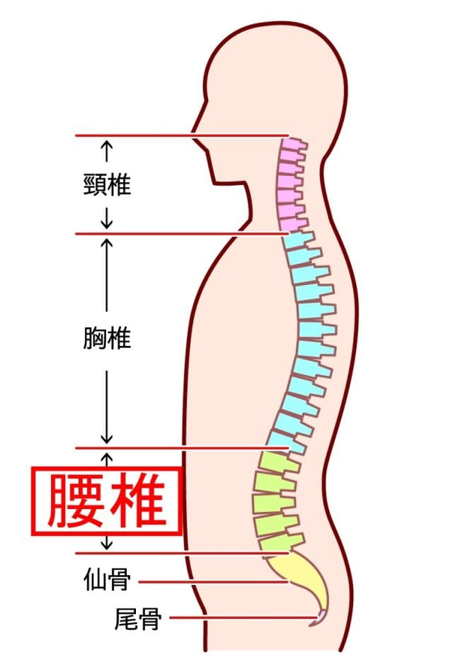 腰椎の説明イラスト