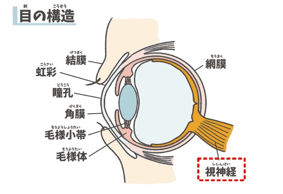 目の構造のイラスト図