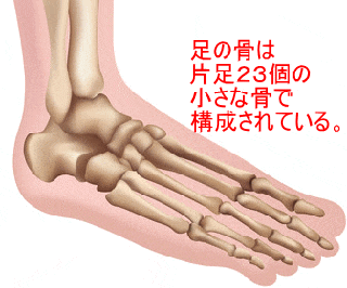 足の骨は片足23個の小さな骨で構成されている。